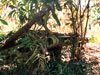 Click For Enlargement